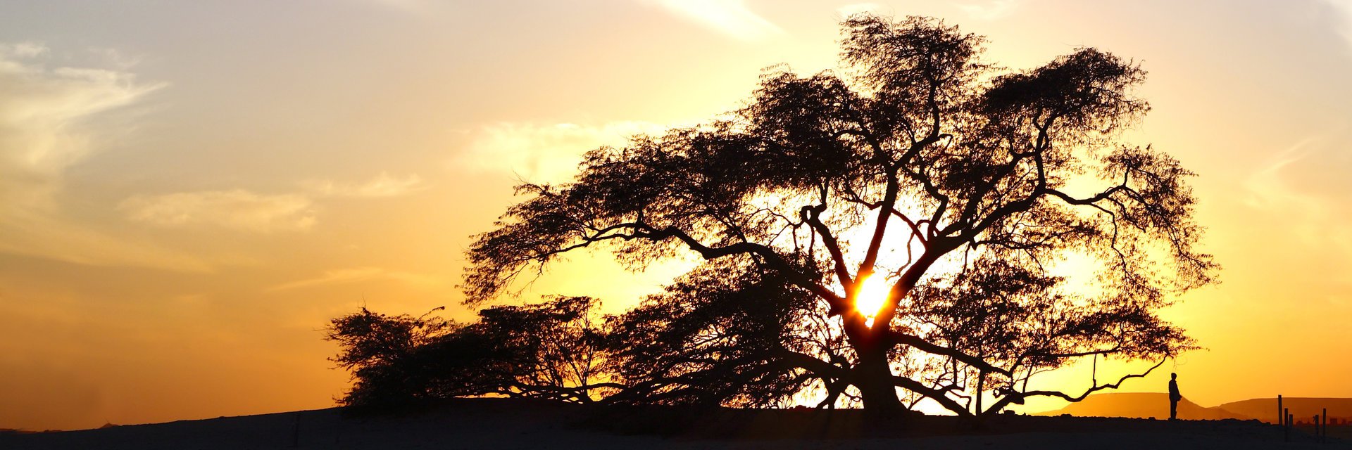 Story of Tree of Life Tree of Life